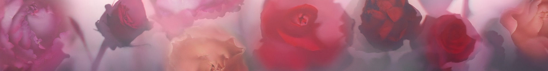 изображение роз