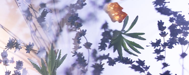 Amber & Lavender