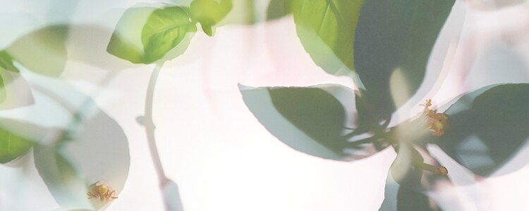 Basil & Neroli