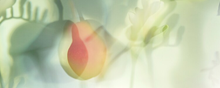 English Pear & Freesia