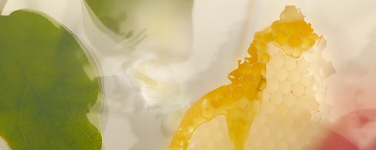 Nectarine Blossom & Honey