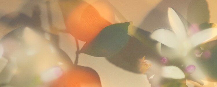 Orange Blossom