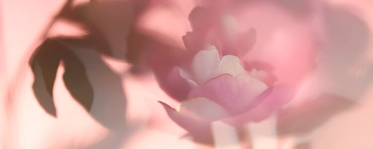 Peony & Blush Suede
