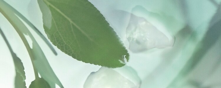 Wood Sage & Sea Salt